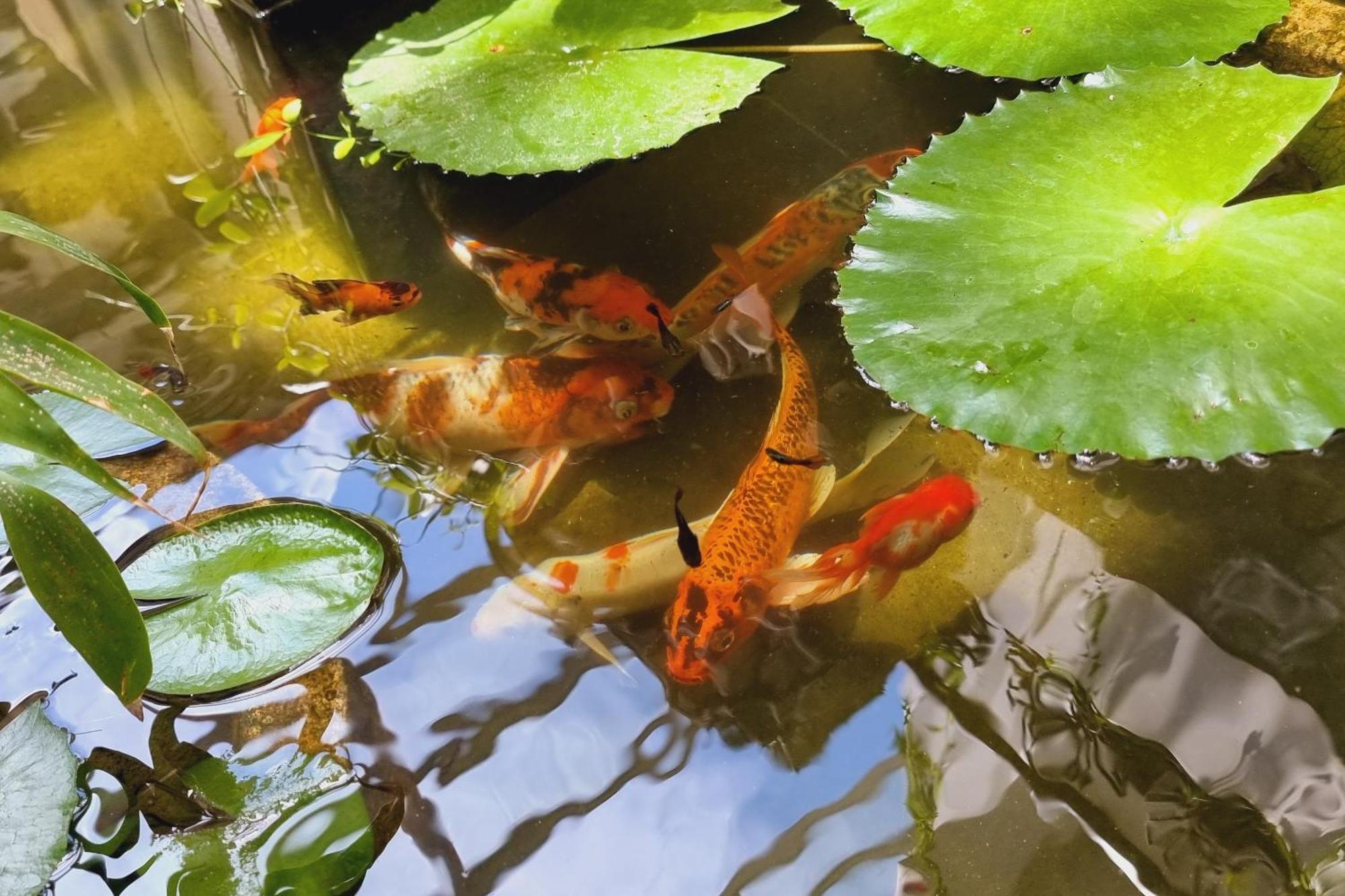 Rei Kandoeng Angkor Siem Reap Bagian luar foto